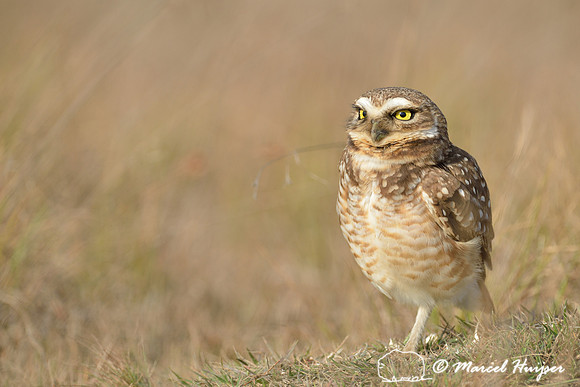 Burrowing owl (Athene cunicularia), Estação Experimental e a Estação Ecológica de Itirapina, São Paulo, Brazil