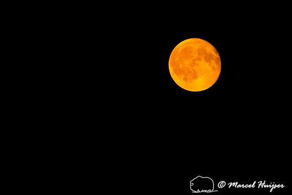 Orange or red moon due to forest fires and smokey skies, Missoul
