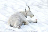 Mountain goat (Oreamnos americanus), Montana, USA