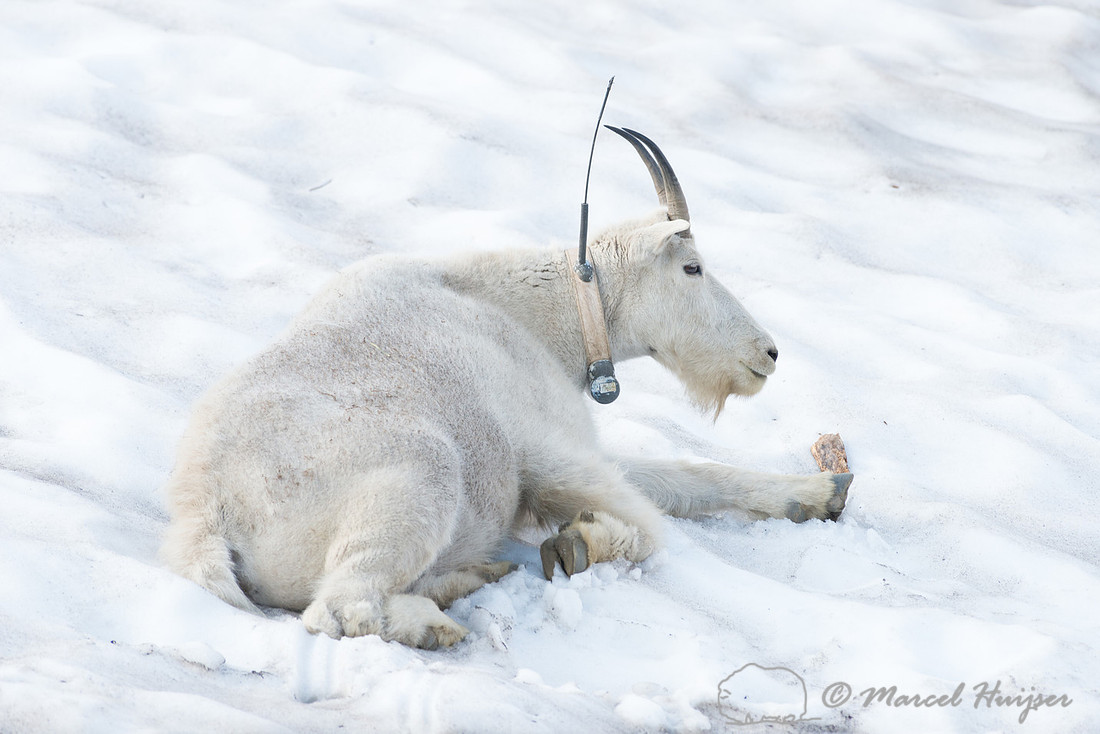 Mountain goat (Oreamnos americanus), Montana, USA