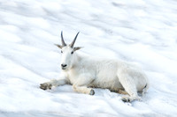 Mountain goat (Oreamnos americanus), Montana, USA