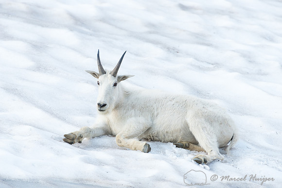Mountain goat (Oreamnos americanus), Montana, USA