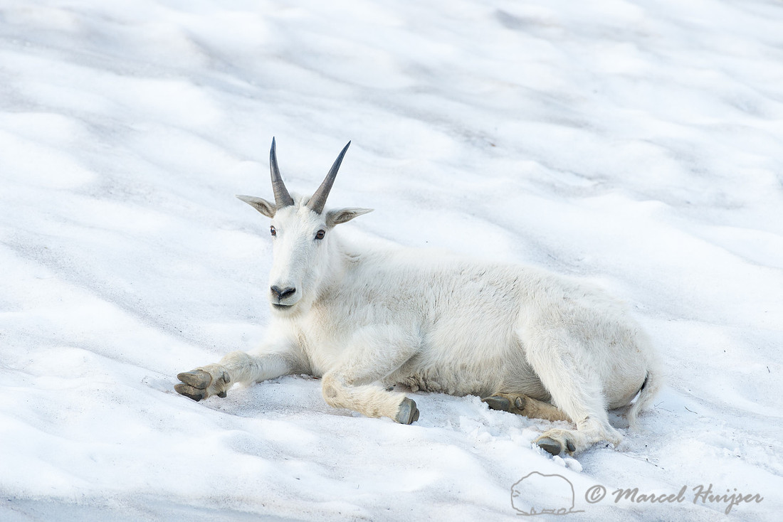Mountain goat (Oreamnos americanus), Montana, USA