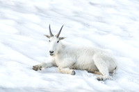 Mountain goat (Oreamnos americanus), Montana, USA