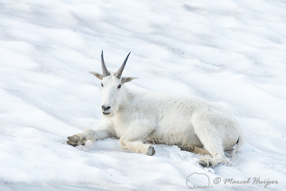 Mountain goat (Oreamnos americanus), Montana, USA