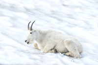 Mountain goat (Oreamnos americanus), Montana, USA