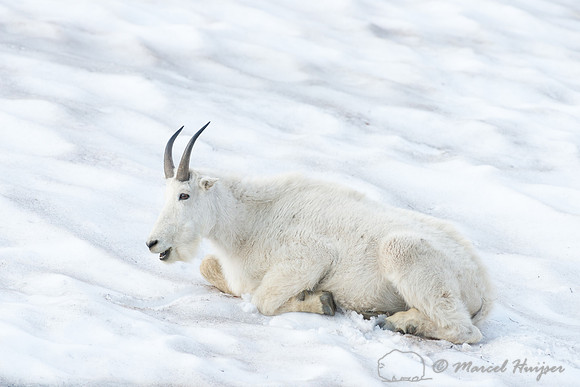 Mountain goat (Oreamnos americanus), Montana, USA