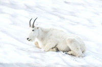 Mountain goat (Oreamnos americanus), Montana, USA