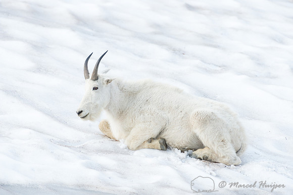 Mountain goat (Oreamnos americanus), Montana, USA