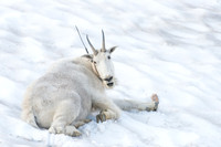 Mountain goat (Oreamnos americanus), Montana, USA