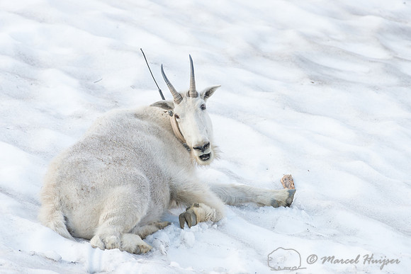 Mountain goat (Oreamnos americanus), Montana, USA