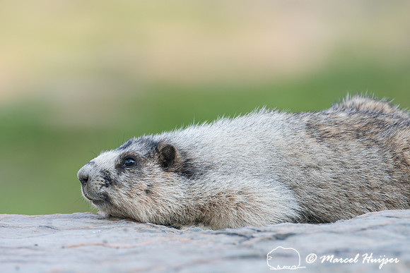 Hoary marmot (Marmota caligata), Montana, USA