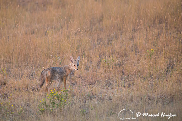 Coyote (Canis latrans), Montana, USA
