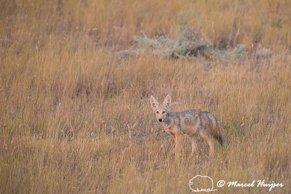 Coyote (Canis latrans), Montana, USA