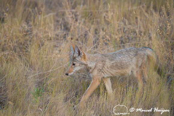 Coyote (Canis latrans), Montana, USA