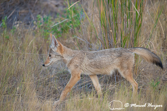 Coyote (Canis latrans), Montana, USA