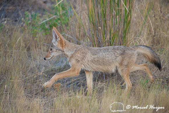 Coyote (Canis latrans), Montana, USA