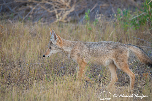 Coyote (Canis latrans), Montana, USA
