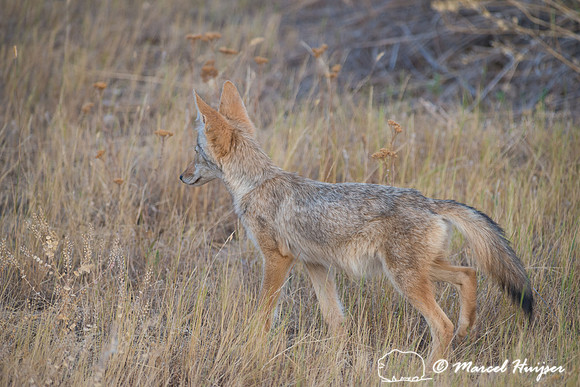 Coyote (Canis latrans), Montana, USA