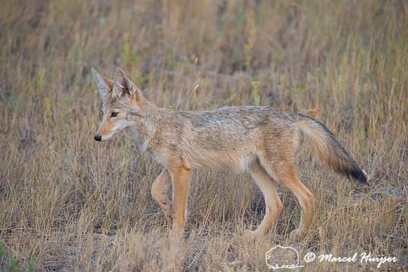 Coyote (Canis latrans), Montana, USA