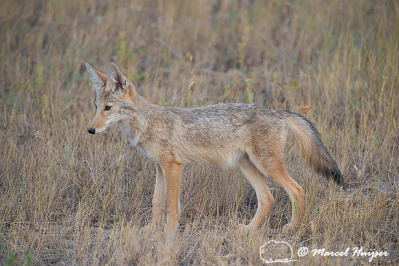 Coyote (Canis latrans), Montana, USA