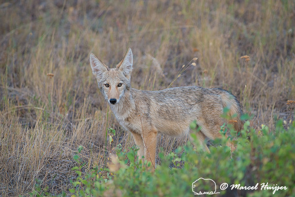 Coyote (Canis latrans), Montana, USA