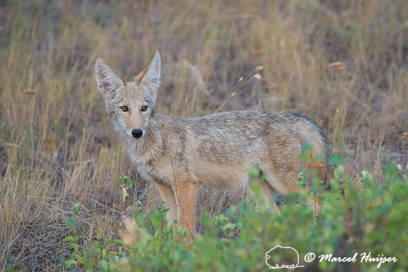 Coyote (Canis latrans), Montana, USA