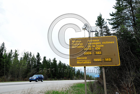 Wildlife warning sign, counts or records of mortalities, Wildlife highway mortality, AB