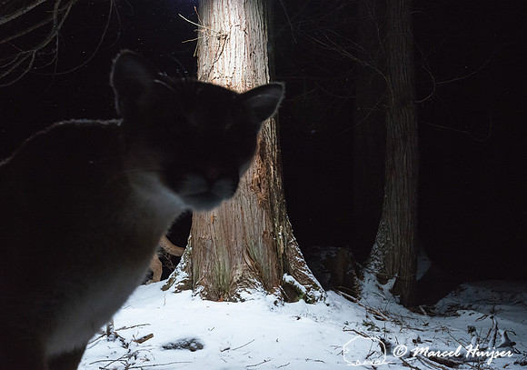 Mountain lions (Puma concolor) in  winter in a western red cedar
