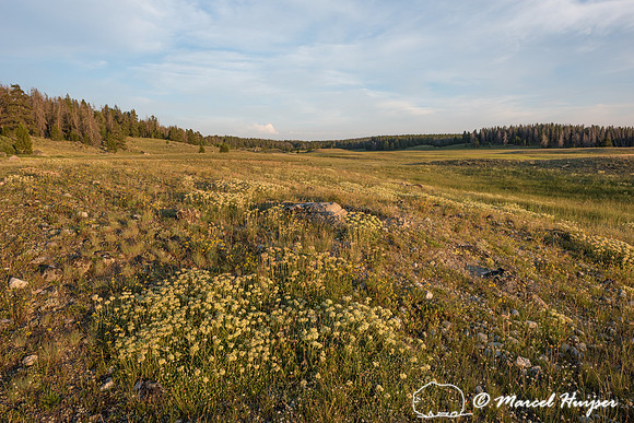 Wildflowers, Big Sandy Trailhead area, Wind River Range, Wyoming