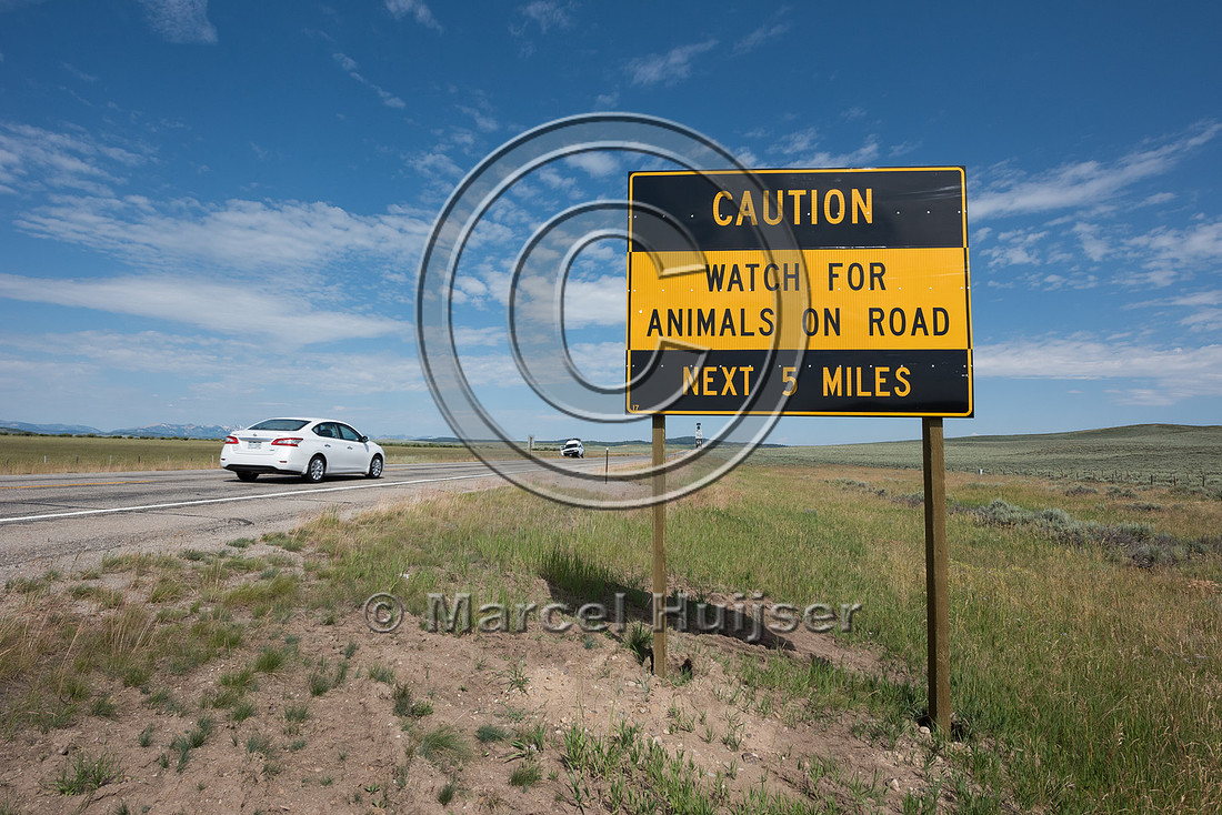 Wildlife warning sign, Caution, watch for animals on road, next