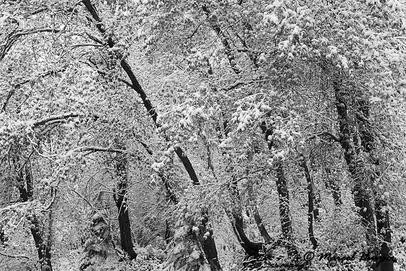 Mill Creek Canyon, Salt Lake City, Utah, USA