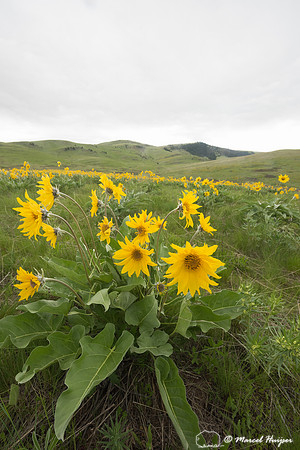 Arrowleaf Balsamroot (Balsamorhiza sagittata, Montana, USA