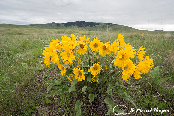 Arrowleaf Balsamroot (Balsamorhiza sagittata, Montana, USA