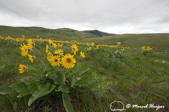 Arrowleaf Balsamroot (Balsamorhiza sagittata, Montana, USA