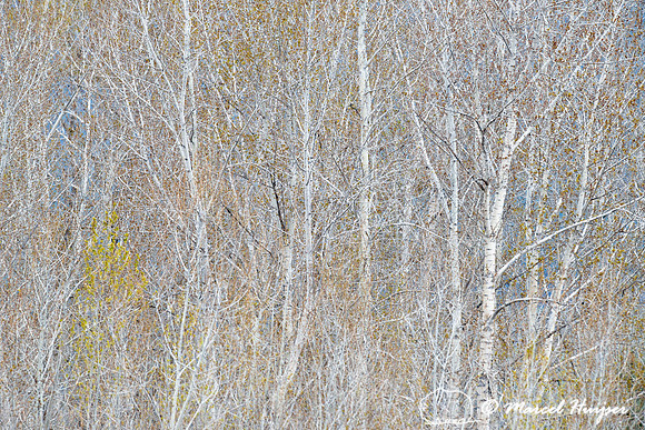 Trees in spring along Bitterroot river, Montana, USA