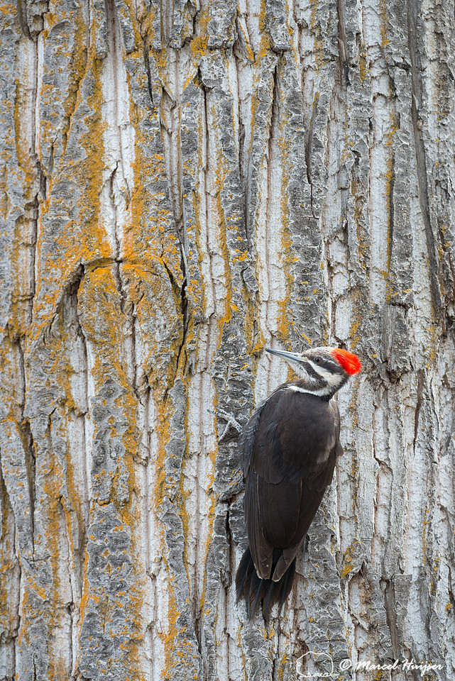 Pileated woodpecker (Dryocopus pileatus), Montana, USA