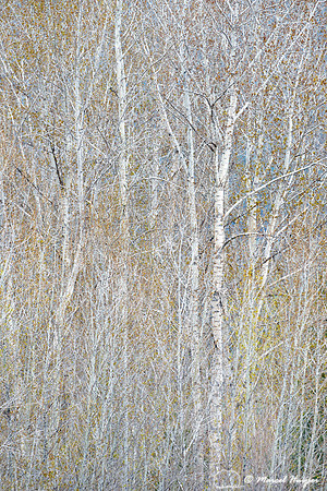Trees in spring along Bitterroot river, Montana, USA