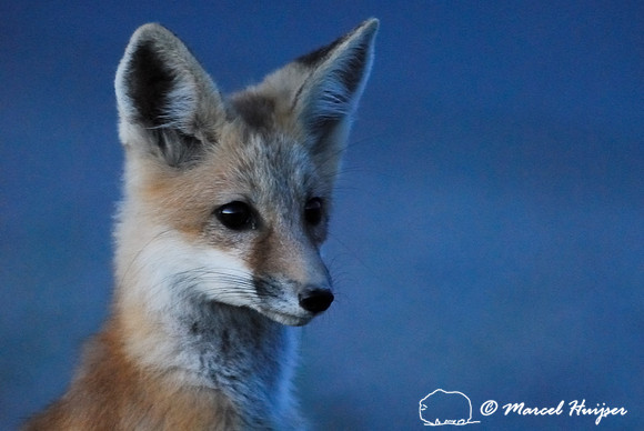 Portrait of red fox (Vulpes vulpes) kit at dusk, Montana, USA