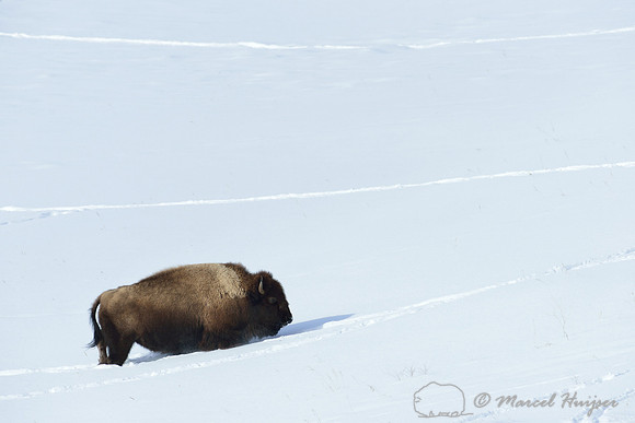 Bison (Bison bison) in the snow, Wyoming, USA