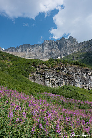 Fireweed (Chamerion angustifolium), Glacier National Park, Monta