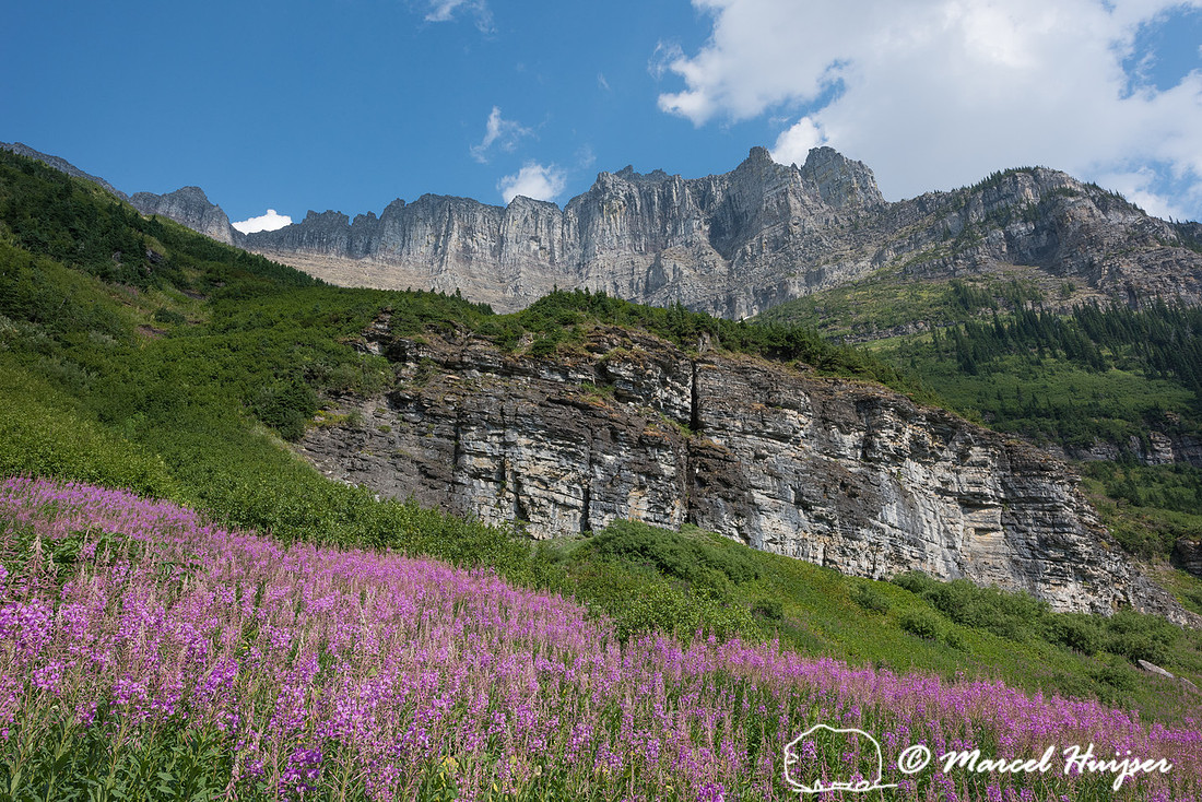 Fireweed (Chamerion angustifolium), Glacier National Park, Monta