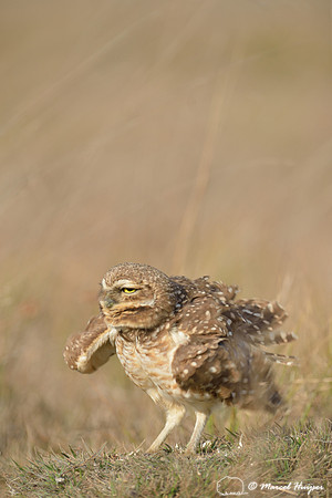 Burrowing owl (Athene cunicularia), Estação Experimental e a Estação Ecológica de Itirapina, São Paulo, Brazil