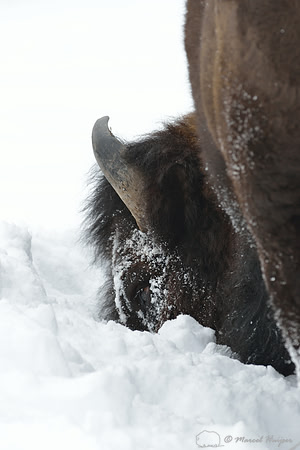 Bison (Bison bison) moving head side to side to move snow to access vegetation under the snow, Wyoming, USA