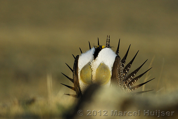 Male sage grouse (Centrocercus urophasianus) in a lek and displaying, near Bannack, Montana, USA