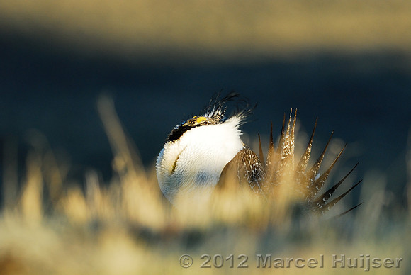 Male sage grouse (Centrocercus urophasianus) in a lek and displaying, near Bannack, Montana, USA