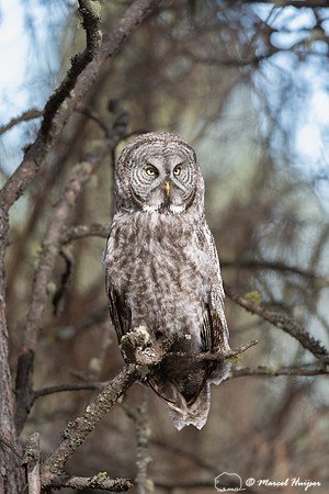 Great gray owl (Strix nebulosa), Montana