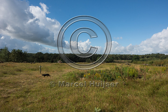 Dry grassland and heathland habitat on ecoduct Natuurbrug Zander