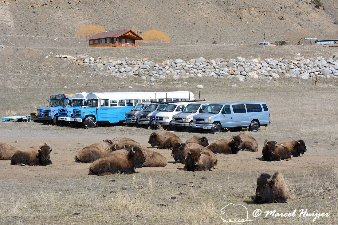 Bison (Bison bison) resting and ruminating in winter parking area Yellowstone Raft company, in front of a house, , along US Hwy 89, north of Gardiner, Montana, USA