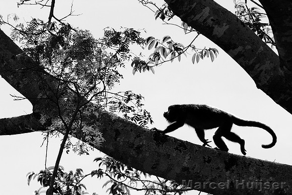 Black howler monkey (Alouatta caraya), Pantanal, Mato Grosso, Brazil